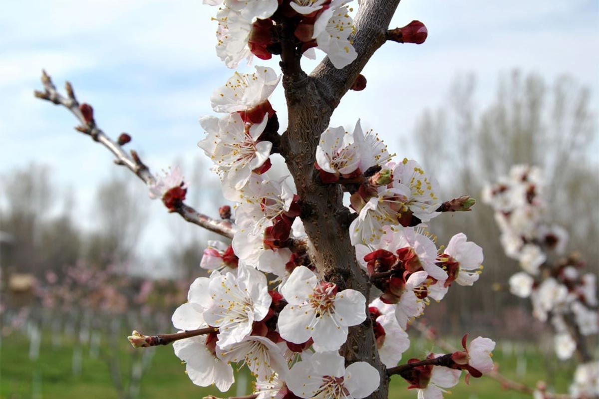 Frühling in Rumänien